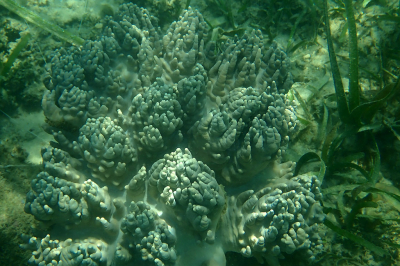 <i class='fa fa-user'></i> A. Soeting | Sinularia cf. polydactyla  <i class='fa fa-eye'> 91</i>  <i class='fa fa-thumbs-up'> 1</i>   <i class='fa fa-comment-o'> 14</i>