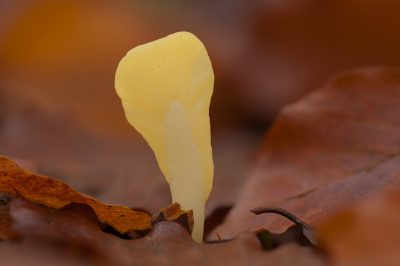 <i class='fa fa-user'></i>&nbsp;Adri Gr Nuelend&nbsp;|  Spatelzwam&nbsp; <i class='fa fa-eye'>&nbsp;84</i> &nbsp;<i class='fa fa-thumbs-up'>&nbsp;5</i> &nbsp; <i class='fa fa-comment-o'>&nbsp;6</i>