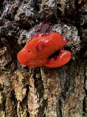 <i class='fa fa-user'></i>&nbsp;HenK5&nbsp;|  Biefstukzwam&nbsp; <i class='fa fa-eye'>&nbsp;79</i> &nbsp; <i class='fa fa-comment-o'>&nbsp;5</i>