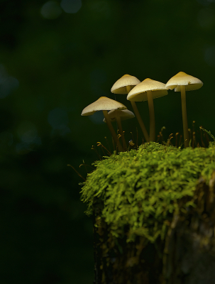 <i class='fa fa-user'></i>&nbsp;janvangastel&nbsp;|  Gewone Zwavelkop&nbsp; <i class='fa fa-eye'>&nbsp;80</i> &nbsp;<i class='fa fa-thumbs-up'>&nbsp;1</i> &nbsp; <i class='fa fa-comment-o'>&nbsp;7</i>