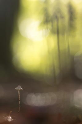 <i class='fa fa-user'></i>&nbsp;rixte&nbsp;|  Mycena sp.&nbsp; <i class='fa fa-eye'>&nbsp;115</i> &nbsp;<i class='fa fa-thumbs-up'>&nbsp;13</i> &nbsp; <i class='fa fa-comment-o'>&nbsp;10</i>