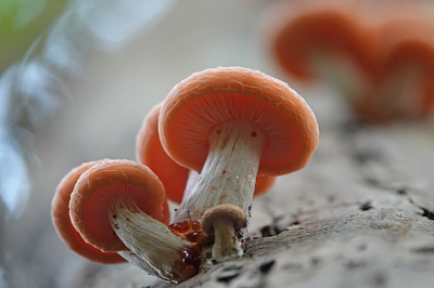 <i class='fa fa-user'></i>&nbsp;nelappelmelk&nbsp;|  Zalmzwam&nbsp; <i class='fa fa-eye'>&nbsp;139</i> &nbsp;<i class='fa fa-thumbs-up'>&nbsp;15</i> &nbsp; <i class='fa fa-comment-o'>&nbsp;15</i>