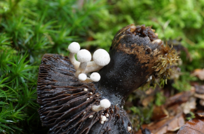 <i class='fa fa-user'></i>&nbsp;Jelle Bakker&nbsp;|  Poederzwamgast&nbsp; <i class='fa fa-eye'>&nbsp;70</i> &nbsp; <i class='fa fa-comment-o'>&nbsp;4</i>