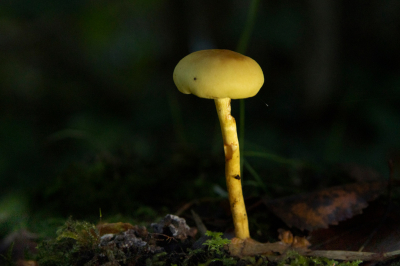 <i class='fa fa-user'></i>&nbsp;Jaap Blom&nbsp;|  Narcisridderzwam&nbsp; <i class='fa fa-eye'>&nbsp;57</i> &nbsp; <i class='fa fa-comment-o'>&nbsp;3</i>