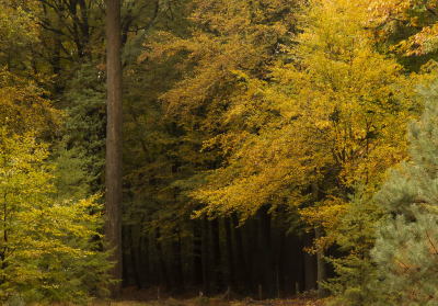 <i class='fa fa-user'></i> ErnovanDoorn | Herfst kleuren  <i class='fa fa-eye'> 70</i>  <i class='fa fa-thumbs-up'> 2</i>   <i class='fa fa-comment-o'> 6</i>