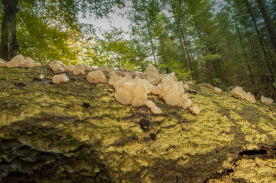 <i class='fa fa-user'></i>&nbsp;ErnovanDoorn&nbsp;|  Roze Knoopzwam&nbsp; <i class='fa fa-eye'>&nbsp;76</i> &nbsp; <i class='fa fa-comment-o'>&nbsp;8</i>