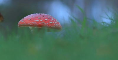 <i class='fa fa-user'></i>&nbsp;Tineke Strijbosch&nbsp;|  Vliegenzwam&nbsp; <i class='fa fa-eye'>&nbsp;75</i> &nbsp; <i class='fa fa-comment-o'>&nbsp;8</i>