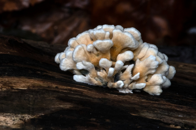 <i class='fa fa-user'></i>&nbsp;Johan van Gurp&nbsp;|  Plooivlieswaaiertje&nbsp; <i class='fa fa-eye'>&nbsp;79</i> &nbsp;<i class='fa fa-thumbs-up'>&nbsp;6</i> &nbsp; <i class='fa fa-comment-o'>&nbsp;6</i>