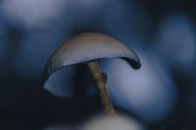 <i class='fa fa-user'></i>&nbsp;kiran&nbsp;|  Gewone Zwavelkop&nbsp; <i class='fa fa-eye'>&nbsp;72</i> &nbsp;<i class='fa fa-thumbs-up'>&nbsp;1</i> &nbsp; <i class='fa fa-comment-o'>&nbsp;10</i>