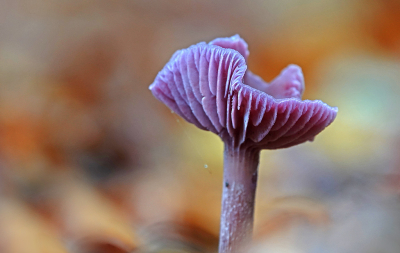 <i class='fa fa-user'></i>&nbsp;nelappelmelk&nbsp;|  Amethistzwam&nbsp; <i class='fa fa-eye'>&nbsp;67</i> &nbsp; <i class='fa fa-comment-o'>&nbsp;6</i>