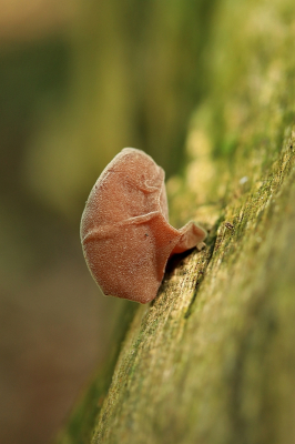 <i class='fa fa-user'></i>&nbsp;Tineke Strijbosch&nbsp;|  Echt Judasoor&nbsp; <i class='fa fa-eye'>&nbsp;52</i> &nbsp; <i class='fa fa-comment-o'>&nbsp;6</i>