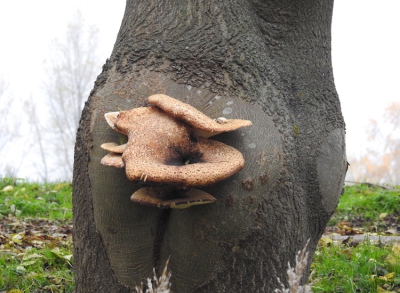 <i class='fa fa-user'></i>&nbsp;HenK5&nbsp;|  Zadelzwam&nbsp; <i class='fa fa-eye'>&nbsp;66</i> &nbsp; <i class='fa fa-comment-o'>&nbsp;4</i>