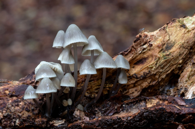 <i class='fa fa-user'></i>&nbsp;Johan van Gurp&nbsp;|  Melksteelmycena&nbsp; <i class='fa fa-eye'>&nbsp;73</i> &nbsp;<i class='fa fa-thumbs-up'>&nbsp;2</i> &nbsp; <i class='fa fa-comment-o'>&nbsp;7</i>