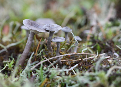 <i class='fa fa-user'></i>&nbsp;Paul Vandebroek&nbsp;|  Grijze Vorkplaat&nbsp; <i class='fa fa-eye'>&nbsp;60</i> &nbsp; <i class='fa fa-comment-o'>&nbsp;10</i>