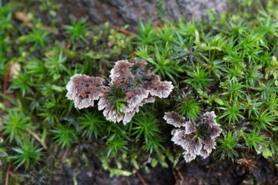 <i class='fa fa-user'></i>&nbsp;Jelle Bakker&nbsp;|  Gewone franjezwam&nbsp; <i class='fa fa-eye'>&nbsp;57</i> &nbsp;<i class='fa fa-thumbs-up'>&nbsp;1</i> &nbsp; <i class='fa fa-comment-o'>&nbsp;4</i>