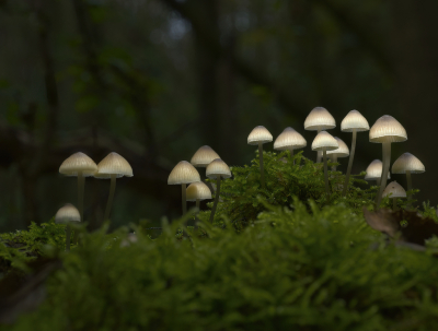 <i class='fa fa-user'></i>&nbsp;janvangastel&nbsp;|  Mycena sp.&nbsp; <i class='fa fa-eye'>&nbsp;65</i> &nbsp;<i class='fa fa-thumbs-up'>&nbsp;2</i> &nbsp; <i class='fa fa-comment-o'>&nbsp;7</i>