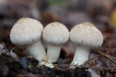 <i class='fa fa-user'></i>&nbsp;Paul Vandebroek&nbsp;|  Parelstuifzwam&nbsp; <i class='fa fa-eye'>&nbsp;58</i> &nbsp; <i class='fa fa-comment-o'>&nbsp;7</i>