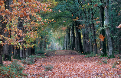 <i class='fa fa-user'></i> nelappelmelk | Herfstimpressie  <i class='fa fa-eye'> 91</i>  <i class='fa fa-thumbs-up'> 1</i>   <i class='fa fa-comment-o'> 4</i>