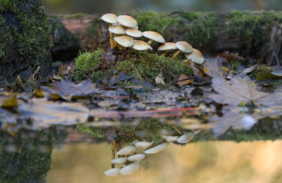 <i class='fa fa-user'></i>&nbsp;Ties Niehof&nbsp;|  Gewone Zwavelkop&nbsp; <i class='fa fa-eye'>&nbsp;73</i> &nbsp;<i class='fa fa-thumbs-up'>&nbsp;1</i> &nbsp; <i class='fa fa-comment-o'>&nbsp;5</i>