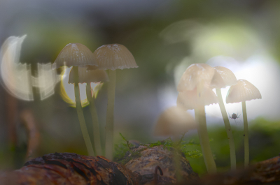<i class='fa fa-user'></i>&nbsp;Frank Van de Velde&nbsp;|  Mycena sp.&nbsp; <i class='fa fa-eye'>&nbsp;84</i> &nbsp; <i class='fa fa-comment-o'>&nbsp;4</i>