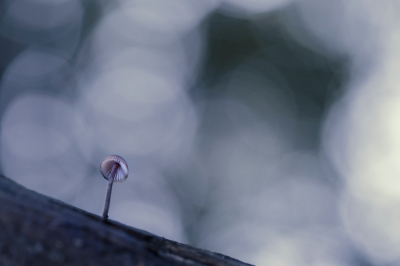 Het werd al wat schemerig toen ik deze bloedsteel mycena op een stronk zag staan. En dat bood volgens mij wel mogelijkheden.