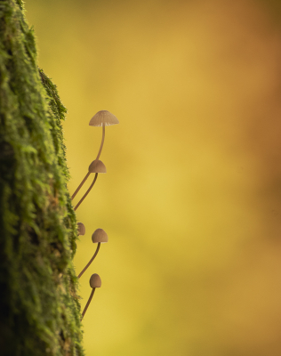 <i class='fa fa-user'></i>&nbsp;ErnovanDoorn&nbsp;|  Draadsteelmycena&nbsp; <i class='fa fa-eye'>&nbsp;82</i> &nbsp;<i class='fa fa-thumbs-up'>&nbsp;1</i> &nbsp; <i class='fa fa-comment-o'>&nbsp;9</i>