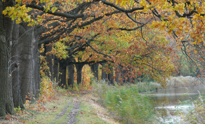 <i class='fa fa-user'></i> nelappelmelk | Herfst bij het kanaal  <i class='fa fa-eye'> 81</i>   <i class='fa fa-comment-o'> 6</i>