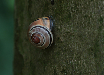 <i class='fa fa-user'></i> Ad Sprang | Zwartgerande Tuinslak  <i class='fa fa-eye'> 52</i>  <i class='fa fa-thumbs-up'> 1</i>   <i class='fa fa-comment-o'> 5</i>