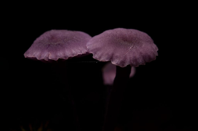 <i class='fa fa-user'></i>&nbsp;mauritskoenen48&nbsp;|  Amethistzwam&nbsp; <i class='fa fa-eye'>&nbsp;81</i> &nbsp;<i class='fa fa-thumbs-up'>&nbsp;1</i> &nbsp; <i class='fa fa-comment-o'>&nbsp;6</i>