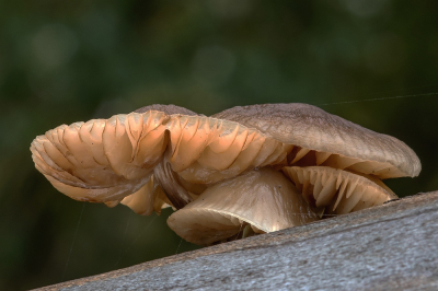 <i class='fa fa-user'></i>&nbsp;Johan van Gurp&nbsp;|  Porseleinzwam&nbsp; <i class='fa fa-eye'>&nbsp;77</i> &nbsp; <i class='fa fa-comment-o'>&nbsp;6</i>