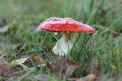 <i class='fa fa-user'></i>&nbsp;Paul Vandebroek&nbsp;|  Vliegenzwam&nbsp; <i class='fa fa-eye'>&nbsp;58</i> &nbsp; <i class='fa fa-comment-o'>&nbsp;3</i>