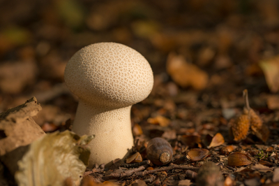 <i class='fa fa-user'></i>&nbsp;Willem Verhagen&nbsp;|  Plooivoetstuifzwam&nbsp; <i class='fa fa-eye'>&nbsp;71</i> &nbsp; <i class='fa fa-comment-o'>&nbsp;5</i>