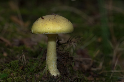 <i class='fa fa-user'></i>&nbsp;Willem Verhagen&nbsp;|  Groene Knolamaniet&nbsp; <i class='fa fa-eye'>&nbsp;75</i> &nbsp;<i class='fa fa-thumbs-up'>&nbsp;2</i> &nbsp; <i class='fa fa-comment-o'>&nbsp;3</i>