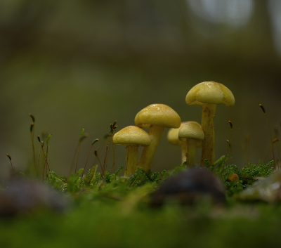 <i class='fa fa-user'></i>&nbsp;janvangastel&nbsp;|  Gewone Zwavelkop&nbsp; <i class='fa fa-eye'>&nbsp;77</i> &nbsp;<i class='fa fa-thumbs-up'>&nbsp;2</i> &nbsp; <i class='fa fa-comment-o'>&nbsp;9</i>