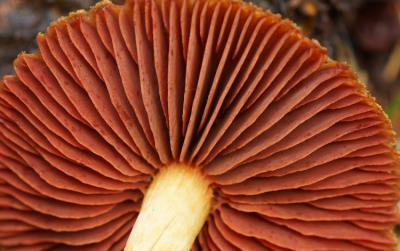 <i class='fa fa-user'></i>&nbsp;Jelle Bakker&nbsp;|  Pagemantel&nbsp; <i class='fa fa-eye'>&nbsp;68</i> &nbsp;<i class='fa fa-thumbs-up'>&nbsp;1</i> &nbsp; <i class='fa fa-comment-o'>&nbsp;4</i>