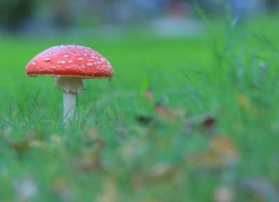 <i class='fa fa-user'></i>&nbsp;Tineke Strijbosch&nbsp;|  Vliegenzwam&nbsp; <i class='fa fa-eye'>&nbsp;76</i> &nbsp;<i class='fa fa-thumbs-up'>&nbsp;1</i> &nbsp; <i class='fa fa-comment-o'>&nbsp;3</i>