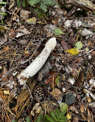 <i class='fa fa-user'></i>&nbsp;HenK5&nbsp;|  Grote Stinkzwam&nbsp; <i class='fa fa-eye'>&nbsp;71</i> &nbsp; <i class='fa fa-comment-o'>&nbsp;2</i>