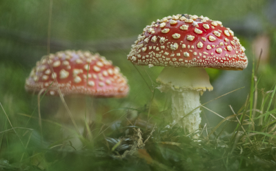 <i class='fa fa-user'></i>&nbsp;ErnovanDoorn&nbsp;|  Vliegenzwam&nbsp; <i class='fa fa-eye'>&nbsp;93</i> &nbsp;<i class='fa fa-thumbs-up'>&nbsp;5</i> &nbsp; <i class='fa fa-comment-o'>&nbsp;6</i>