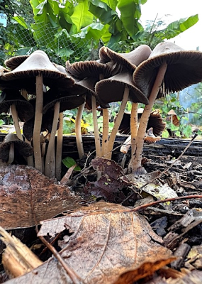 <i class='fa fa-user'></i>&nbsp;HenK5&nbsp;|  Langsteelfranjehoed&nbsp; <i class='fa fa-eye'>&nbsp;77</i> &nbsp; <i class='fa fa-comment-o'>&nbsp;2</i>