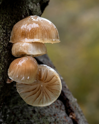 <i class='fa fa-user'></i>&nbsp;Johan van Gurp&nbsp;|  Porseleinzwam&nbsp; <i class='fa fa-eye'>&nbsp;81</i> &nbsp;<i class='fa fa-thumbs-up'>&nbsp;2</i> &nbsp; <i class='fa fa-comment-o'>&nbsp;4</i>