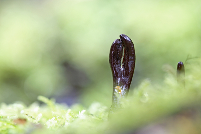 <i class='fa fa-user'></i>&nbsp;Pieter  LJ&nbsp;|  Aardtong sp.&nbsp; <i class='fa fa-eye'>&nbsp;82</i> &nbsp;<i class='fa fa-thumbs-up'>&nbsp;2</i> &nbsp; <i class='fa fa-comment-o'>&nbsp;4</i>