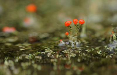 <i class='fa fa-user'></i>&nbsp;Nel R&nbsp;|  Rode Heidelucifer&nbsp; <i class='fa fa-eye'>&nbsp;95</i> &nbsp;<i class='fa fa-thumbs-up'>&nbsp;4</i> &nbsp; <i class='fa fa-comment-o'>&nbsp;5</i>