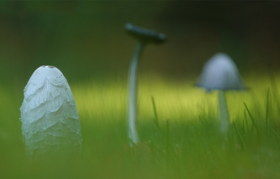 <i class='fa fa-user'></i>&nbsp;Jurgen Maassen&nbsp;|  Geschubde Inktzwam&nbsp; <i class='fa fa-eye'>&nbsp;81</i> &nbsp;<i class='fa fa-thumbs-up'>&nbsp;4</i> &nbsp; <i class='fa fa-comment-o'>&nbsp;8</i>