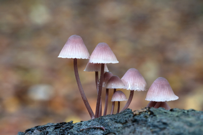 <i class='fa fa-user'></i>&nbsp;Johan van Gurp&nbsp;|  Grote Bloedsteelmycena&nbsp; <i class='fa fa-eye'>&nbsp;75</i> &nbsp; <i class='fa fa-comment-o'>&nbsp;5</i>