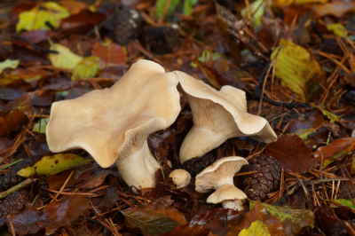 <i class='fa fa-user'></i>&nbsp;Jelle Bakker&nbsp;|  Vleeskleurige Zalmplaat&nbsp; <i class='fa fa-eye'>&nbsp;76</i> &nbsp; <i class='fa fa-comment-o'>&nbsp;4</i>