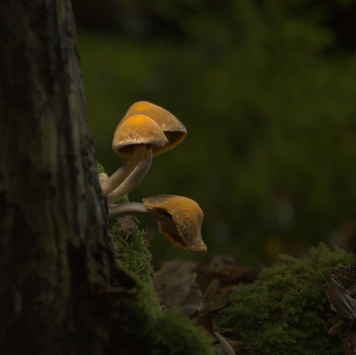 <i class='fa fa-user'></i>&nbsp;janvangastel&nbsp;|  Gewone Zwavelkop&nbsp; <i class='fa fa-eye'>&nbsp;84</i> &nbsp;<i class='fa fa-thumbs-up'>&nbsp;7</i> &nbsp; <i class='fa fa-comment-o'>&nbsp;7</i>