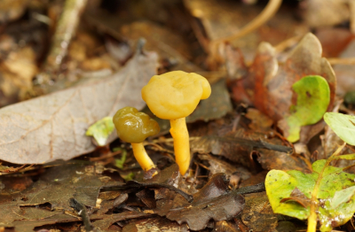 <i class='fa fa-user'></i>&nbsp;Jelle Bakker&nbsp;|  Groene Glibberzwam&nbsp; <i class='fa fa-eye'>&nbsp;62</i> &nbsp; <i class='fa fa-comment-o'>&nbsp;3</i>