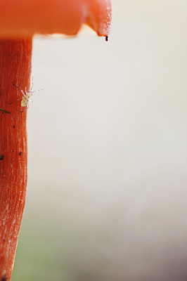 <i class='fa fa-user'></i>&nbsp;erikvanark&nbsp;|  Amethistzwam&nbsp; <i class='fa fa-eye'>&nbsp;100</i> &nbsp;<i class='fa fa-thumbs-up'>&nbsp;3</i> &nbsp; <i class='fa fa-comment-o'>&nbsp;8</i>