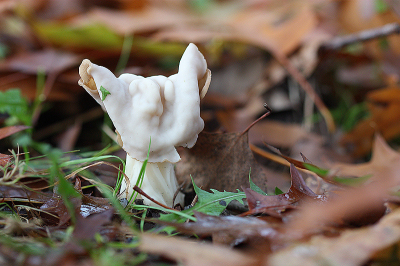 <i class='fa fa-user'></i>&nbsp;Paul Vandebroek&nbsp;|  Witte Kluifzwam&nbsp; <i class='fa fa-eye'>&nbsp;71</i> &nbsp; <i class='fa fa-comment-o'>&nbsp;7</i>