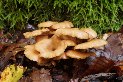 <i class='fa fa-user'></i>&nbsp;Jelle Bakker&nbsp;|  Bruine Anijszwam&nbsp; <i class='fa fa-eye'>&nbsp;57</i> &nbsp; <i class='fa fa-comment-o'>&nbsp;4</i>